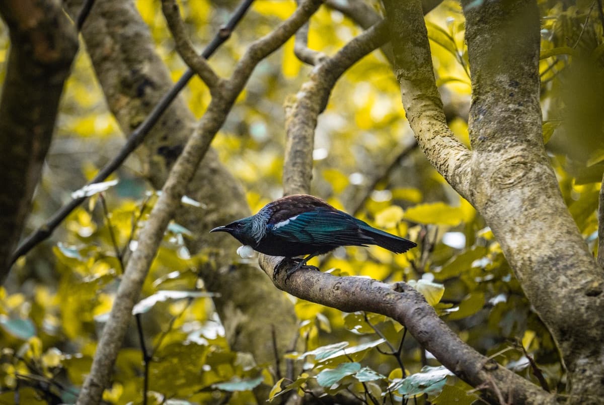 225 hectares of predator-free sanctuary, right in the city, home to over 40 native bird species — 24 of them found nowhere else on earth. Little spotted kiwi, takahē, kākā, and tuatara all thriving behind 8.6km of predator-proof fence. The night tour is next level: torchlight walks to spot tuatara, glowworms, cave wētā, and ruru after dark. A window into what Aotearoa looked like before humans arrived, and Wellington's most important conservation project.